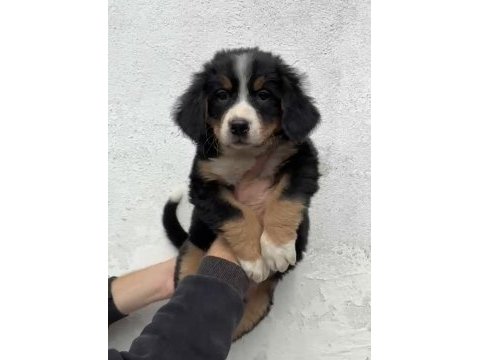 Bernese dağ köpeği