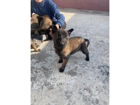 A kalite koyu belçika malinois yavruları