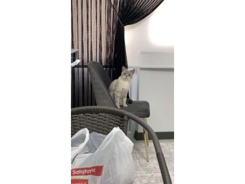 Kedimiz mia çok acil yeni yuvasını arıyor