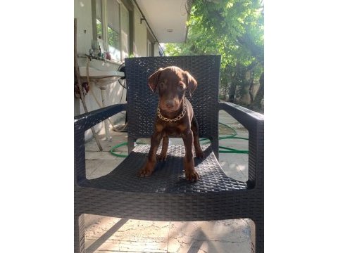 Doberman yavrularımız