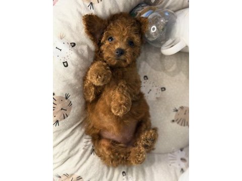 Dişi kore poodle