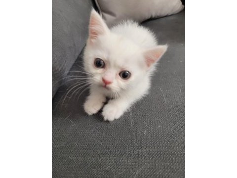 British shorthair 2 adet dişi