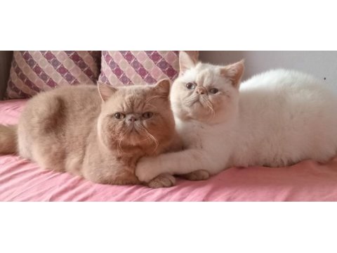 Egzotik shorthair erkek 6 aylıklar