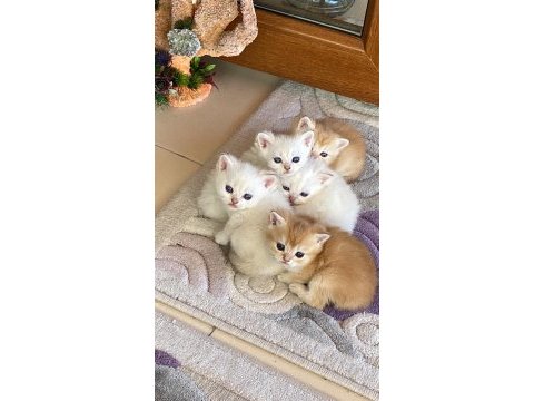 En güzel british shorthair yavrularımız ziyarete açık