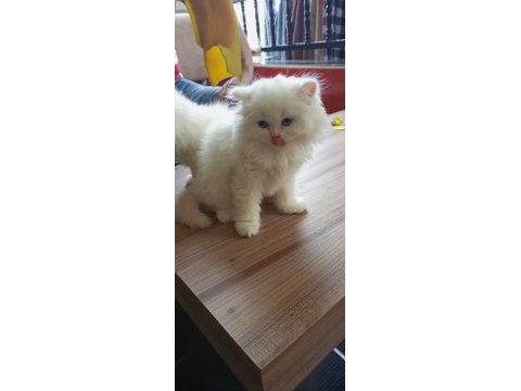 Dişi british longhair kedimiz