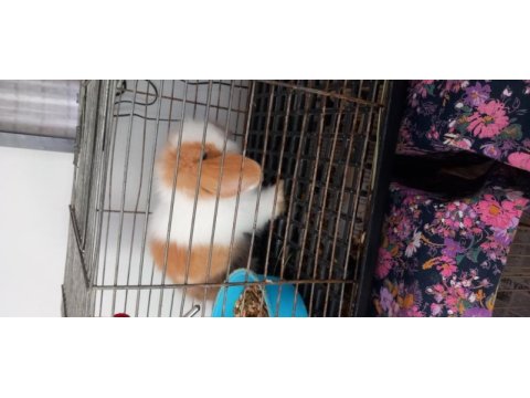 Hollanda lop tavşan