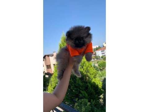 Safkan orijinal pomeranian ayı surat garantili