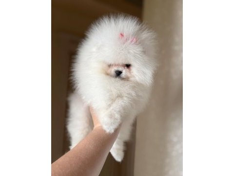Baby sürat efsane dişi pomeranian