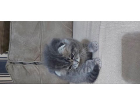 Scottish fold 2 aylık erkek