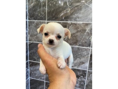 Orjinal elma kafa minyatür şivava köpekler