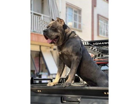 Safkan cane corso