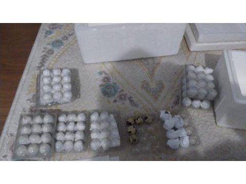 Bıldırcın yumurtası