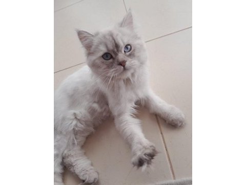 British shorthair 8 aylık