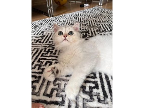 British longhair ns1133