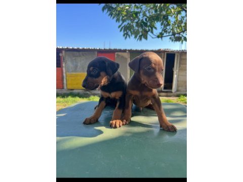 Doberman yavru köpeğimiz
