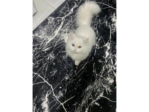 Chinchilla 11 aylık kedimiz
