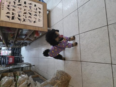 10 aylık dişi kore toy poodle