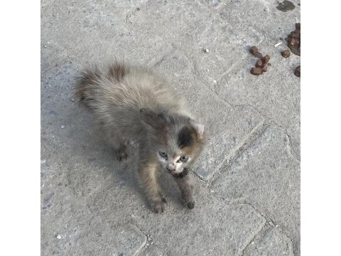 Sokakta kötü halde bulunan bebek kedimize yuva olur musun