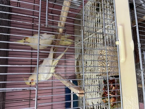 Lutino sultan papağanı çiftler yeni sahibini arıyor