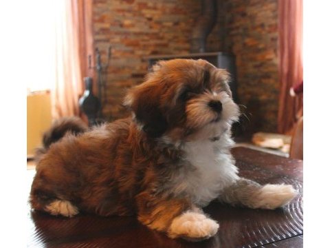 Morkie yavrular gelip görerek alabilirsiniz