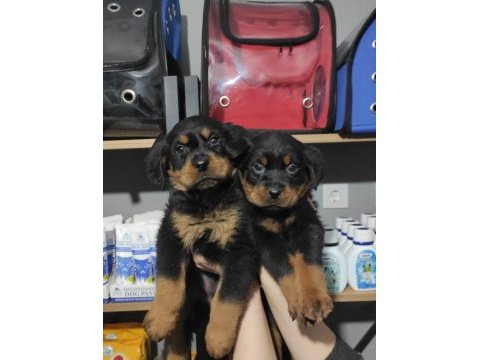 Rottweiler bebeklerimiz