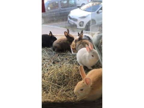 Cüce netherland dwarf tavşanlarımız