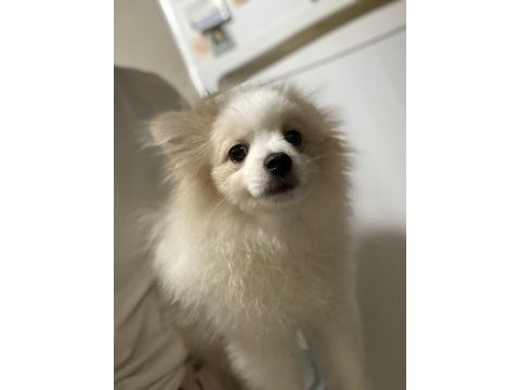 Güzel pomeranian kızımız yeni yuvasını arıyor