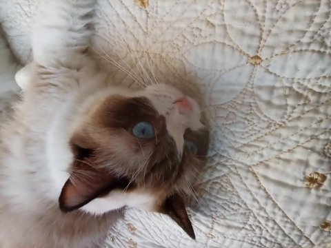 Dünyanın en sakin kedisi ragdoll