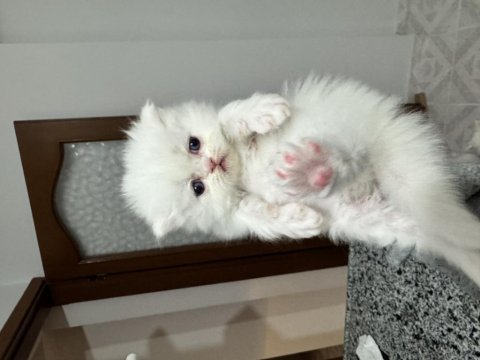 Yurtdışına çıkacağım acil, safkan anne altından