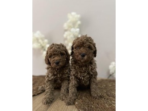 Wc eğitimli aşılı orjinal red brown toy poodle