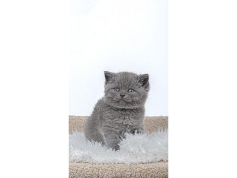 45 günlük british shorthair minnoşlarımız