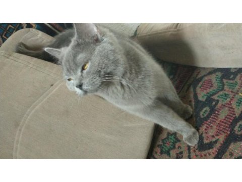 8 aylık kızımızı sahiplendiriyoruz