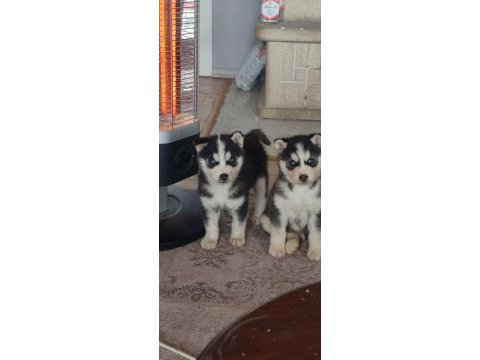 A kalite husky yavrularımız