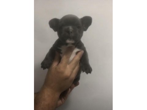 French bulldog yavruları sağlık garantili