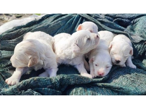 Bebeklerim 20 gün sonra teslim maltese terrier