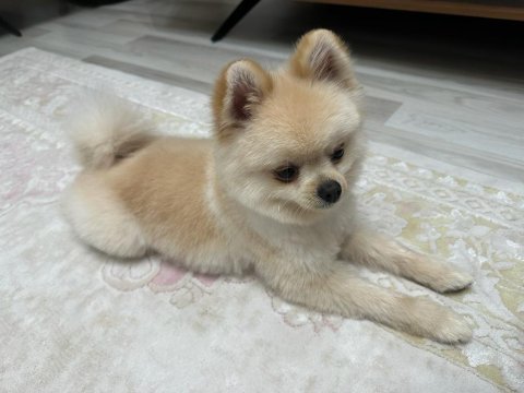15 aylık erkek pomeranian boo