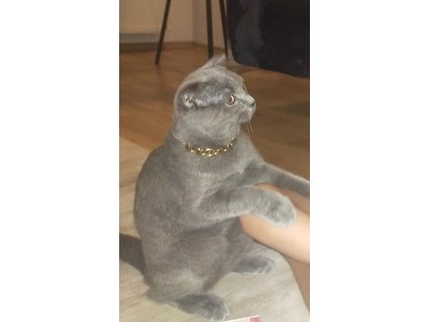 45 günlük yavru scottish fold