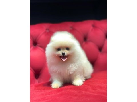 Ayı surat pomeranian boo