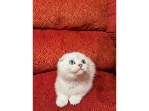 A kalite scottish fold yavrularımız