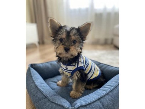 Çok uyguna yorkshire terrier