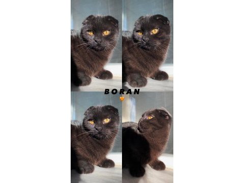 Acil sahiplendirme siyah scottish fold