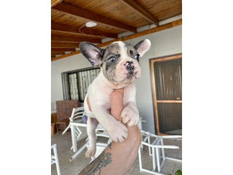 Mavi gözlü french bulldog minikler