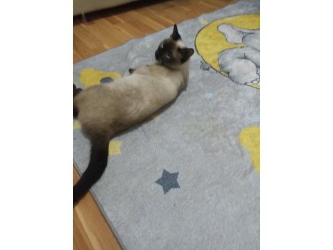 Kızgınlık döneminde dişi yetişkin siyam kedisi