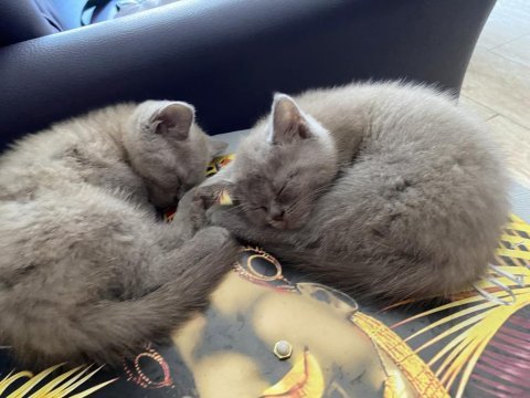 2 buçuk aylık bebiş scottish fold