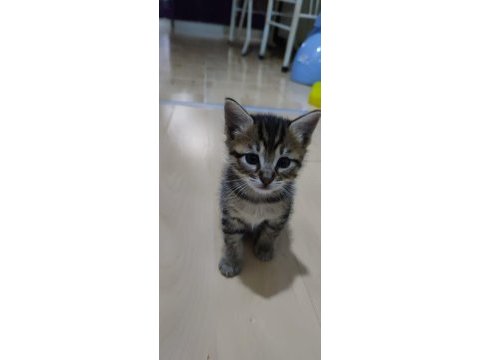 3 tane bebek kedimiz oldu yuva arıyoruz