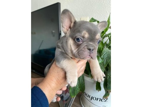 Üst düzey mavi gözlü french bulldog yavrularımız