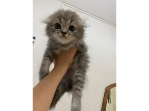 3 aylık scottish fold yavru erkek kedimiz