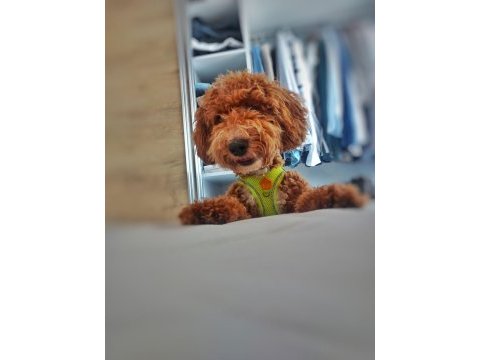 Toy poodle maltipoo yavrusu