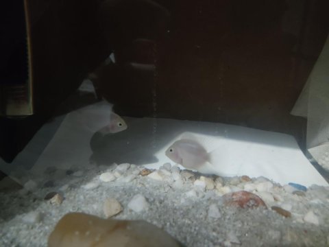 2 adet 5 cm zebra çiklet