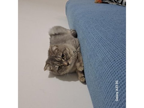 7 aylık dişi uysal scottish fold